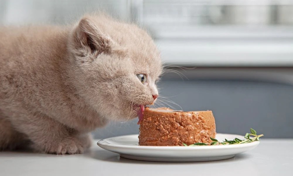 Alimentation du Chat