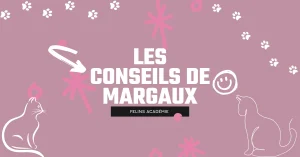 Felins Académie les conseils de margaux