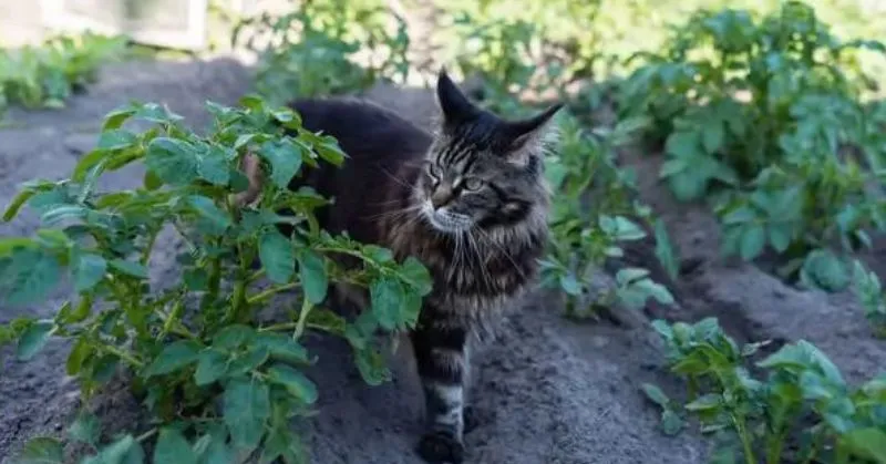 Répulsif chat naturel