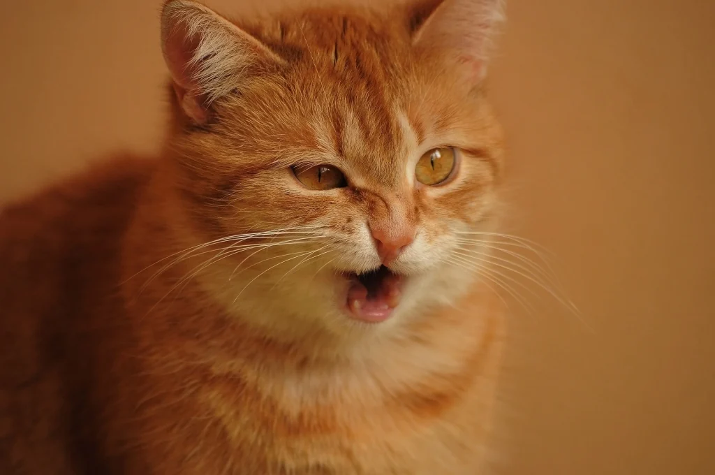 Mon chat éternue souvent